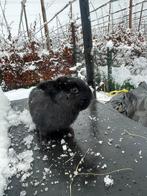 Dwergkonijntje, Dieren en Toebehoren, Pluimvee, Mannelijk, Overige soorten