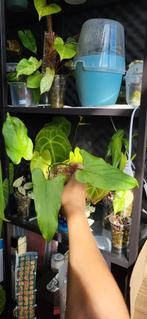 Anthurium balaoanum, Ophalen of Verzenden, Halfschaduw, Minder dan 100 cm