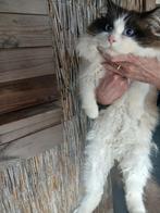 Ragdoll poes en kater, Meerdere dieren, 0 tot 2 jaar