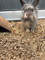 Mix vosje en dwerg konijn, Dieren en Toebehoren, Konijnen, Vrouwelijk, Dwerg, 0 tot 2 jaar