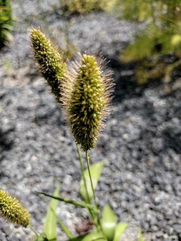 Zaden siergras Setaria Italica green bristles  beschikbaar voor biedingen