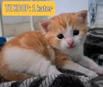 Rood cyperse lapjes kitten, Kater