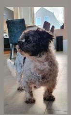 Oppas gezocht voor klein hondje, Ophalen of Verzenden