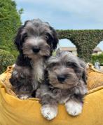 Mini Labradoodle x Boomer pups, Dieren en Toebehoren, Honden | Niet-rashonden, Nederland, 8 tot 15 weken, Meerdere, Meerdere dieren