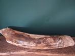 Mammoet slagtand 67cm 6kg, Verzamelen, Mineralen en Fossielen, Ophalen of Verzenden