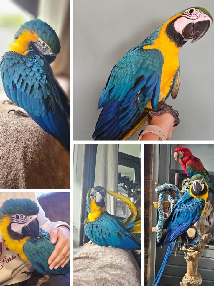 Blauwgele Ara, Dieren en Toebehoren, Vogels | Parkieten en Papegaaien, Papegaai, Geslacht onbekend, Tam, Geringd