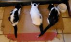 Kittens geboren 8 juli 25., Dieren en Toebehoren, Katten en Kittens | Overige Katten, Meerdere dieren