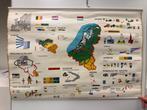 School-landkaart Benelux, Antiek en Kunst, Antiek | Schoolplaten, Ophalen, Aardrijkskunde