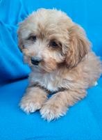 Lieve kleine doodle pups  💗🩵, Dieren en Toebehoren, Honden | Chihuahua's en Gezelschapshonden, Nederland, Overige rassen, CDV (hondenziekte)