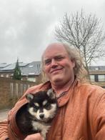 Pomsky mini F2 pups familie*  zie beelden, 15 weken tot 1 jaar, Overige rassen, CDV (hondenziekte), Geslacht onbekend