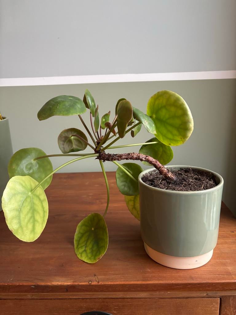 Pannenkoekenplant met pot, Huis en Inrichting, Kamerplanten, Ophalen, Overige soorten, Halfschaduw, In pot