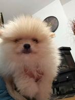 Pomeranian (Dwergkeesh) pups, Dieren en Toebehoren, Honden | Niet-rashonden, CDV (hondenziekte), 8 tot 15 weken, Meerdere, Meerdere dieren