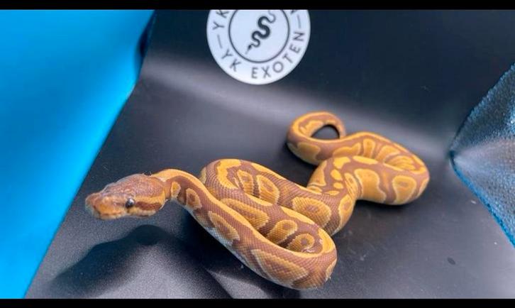 Koningspython Ultramel 100% Piebald vrouwtje