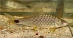 Crossocheilus reticulatus / algeneter - Koidream Valburg, Vis, Zoetwatervis