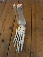 Anatomie voet model, Ophalen of Verzenden, Zo goed als nieuw, Apparaat