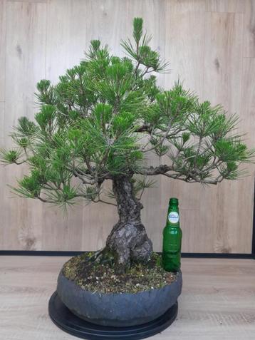 Bonsai Pinus thunbergii, zwarte den beschikbaar voor biedingen