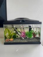 Complete aquarium inclusief guppy's, Zo goed als nieuw, Ophalen