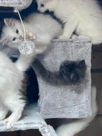 Maine Coon kittens, diverse kleuren., Meerdere dieren, Ontwormd, 0 tot 2 jaar