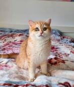 Brits korthaar kittens meisje met stamboom, Dieren en Toebehoren, Katten en Kittens | Raskatten | Korthaar, Poes, Met stamboom