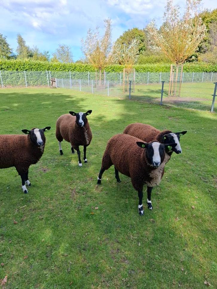 Ooi lammeren, Dieren en Toebehoren, Schapen, Geiten en Varkens, Schaap, Vrouwelijk, 0 tot 2 jaar