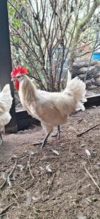 Gratis af te halen jonge poule de bresse haan., Dieren en Toebehoren, Mannelijk, Kip