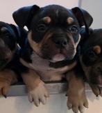 American bully pocket pup pups met stamboom  (mogen mee), Dieren en Toebehoren, 8 tot 15 weken, Meerdere, Meerdere dieren, Nederland