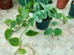Scindapsus Pictus 'Silvery Ann' - 12cm Pot, Overige soorten, In pot, Minder dan 100 cm, Groene kamerplant