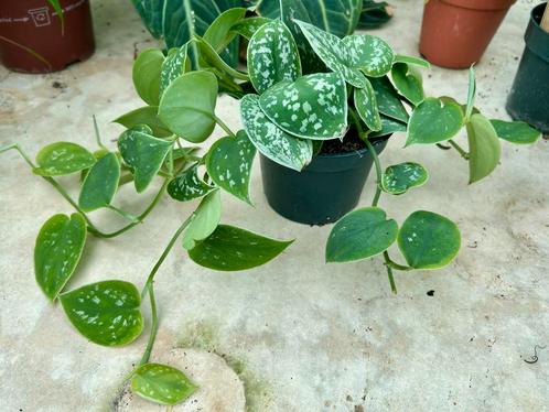 Scindapsus Pictus 'Silvery Ann' - 12cm Pot, Huis en Inrichting, Kamerplanten, Overige soorten, Minder dan 100 cm, Groene kamerplant