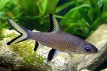 koppel  haaivinbarbeel gaan samen weg te koop 15cm beschikbaar voor biedingen