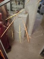 Indische wandelende takken in alle maten plus informatie, Wandelende tak