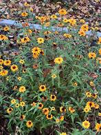 Zaden Zinnia Persian Carpet, Ophalen of Verzenden, Volle zon, Zaad