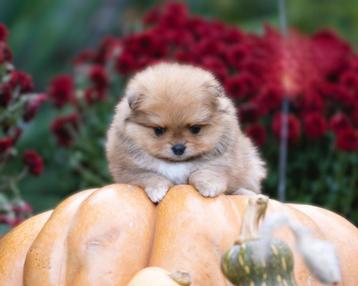 Pomeriaan | Pomeranian | Puppy | Teefje | Stamboom | Beertje beschikbaar voor biedingen