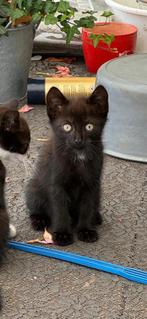 Kitten (boederij poes tam), Dieren en Toebehoren, Poes, Kortharig, 0 tot 2 jaar
