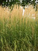 SIERGRAS Calamagrostis acutiflora 'Karl Foerster' BIOLOGISCH, Volle zon, Vaste plant, Siergrassen, Ophalen of Verzenden