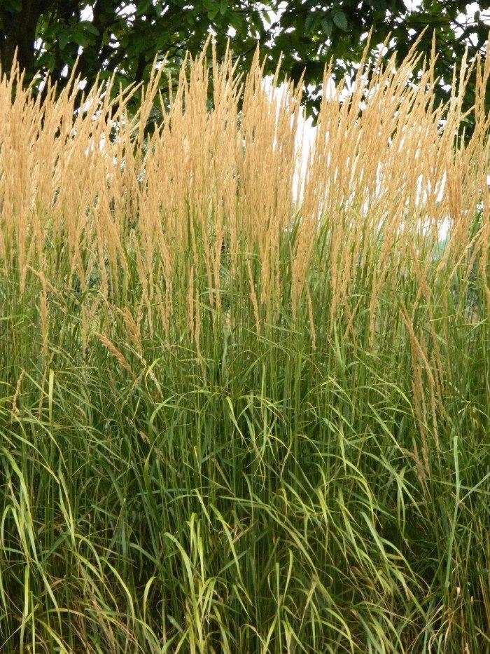 SIERGRAS Calamagrostis acutiflora 'Karl Foerster' BIOLOGISCH, Tuin en Terras, Planten | Tuinplanten, Vaste plant, Siergrassen