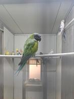 Derbyan parkiet pop, Dieren en Toebehoren, Vogels | Parkieten en Papegaaien, Vrouwelijk, Parkiet