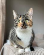 Lieve kat, Dieren en Toebehoren, Poes