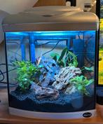 Superfish 40 Liter aquarium, Dieren en Toebehoren, Vissen | Aquaria en Toebehoren, Ophalen, Zo goed als nieuw, Leeg aquarium