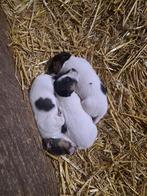 Schitterende Jackrussel Pups, Dieren en Toebehoren, Honden | Jack Russells en Terriërs, Jack Russell Terriër, 8 tot 15 weken, Meerdere