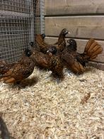 Sebright hennen goud zwart gezoomd, Dieren en Toebehoren, Pluimvee, Vrouwelijk, Kip