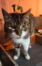 Kater herplaatser, Kater