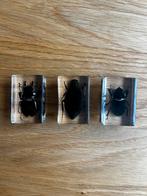 Insecten in epoxy, Ophalen of Verzenden, Zo goed als nieuw, Beeldje of Figuurtje