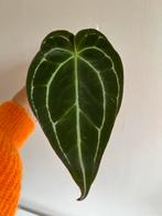 Anthurium Besseae X Aff Aroid Goed Geworteld Groot Blad, Ophalen of Verzenden, Overige soorten, Minder dan 100 cm