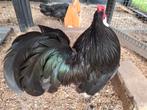 Te koop zwarte Jafakriel, Dieren en Toebehoren, Meerdere dieren, Kip