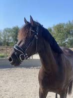 Lieve mooie allround E-pony (151cm), 7 jaar, zwart, merrie, Dieren en Toebehoren, Pony's, L, 7 tot 10 jaar, Merrie, Gechipt