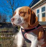 Wie heeft er een plekje voor mij., Dieren en Toebehoren, CDV (hondenziekte), Beagle, Teef, Meerdere