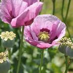 Uit de biologische moestuin: Papavers divers, zaden, Ophalen of Verzenden, Voorjaar, Volle zon, Zaad