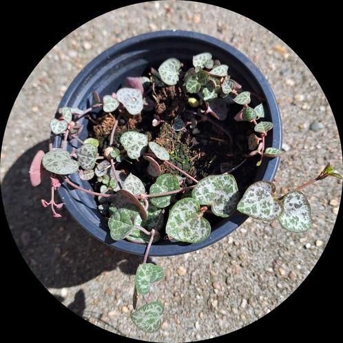 String of Hearts ♡ kamerplant hangplantje🪴ALLEEN OPHALEN🪴, Huis en Inrichting, Kamerplanten, Overige soorten, Minder dan 100 cm