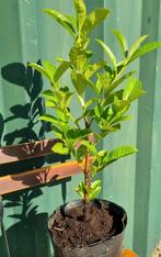 Laurier Rotundifolia, 40-60cm, in kweekpot, Ophalen of Verzenden, Laurier, Minder dan 100 cm