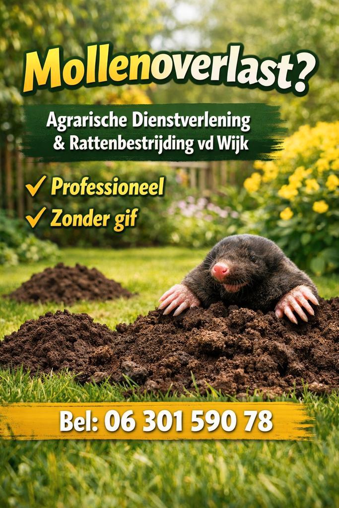 MOLLENVANGER, Noord Holland/Fryslân, Diensten en Vakmensen, Ongediertebestrijding, Mollen of Woelratten, Muizen of Ratten